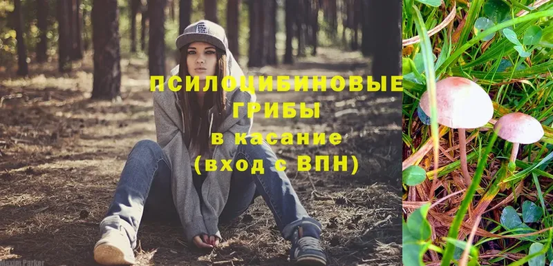 как найти закладки  Красногорск  Галлюциногенные грибы Psilocybine cubensis 